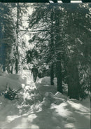 Stroll through the snow and trees - Vintage Photograph