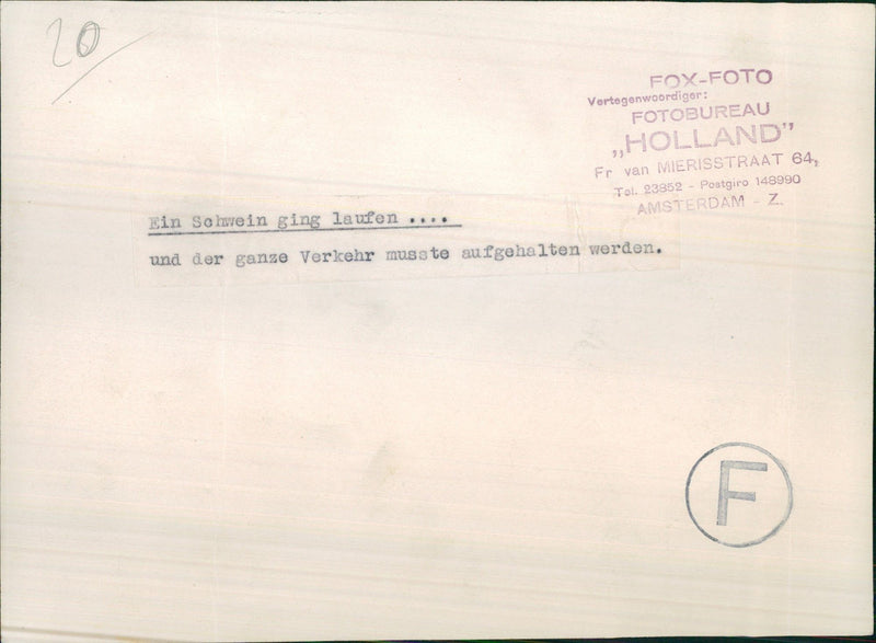 Pig stops traffic - Vintage Photograph