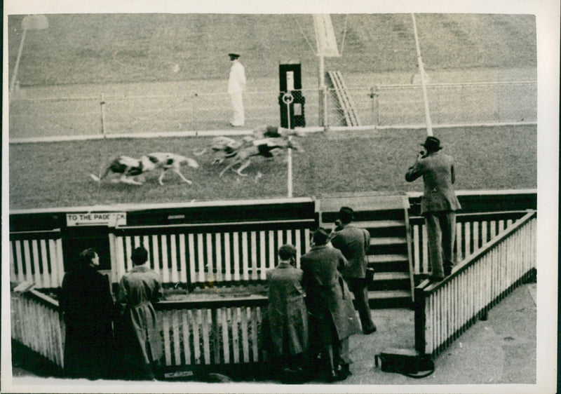 "Magic Eye" finish at dog race - Vintage Photograph