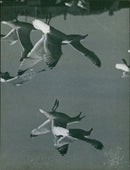 Flamingos fly in the air. - Vintage Photograph