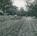 Denham Court Girls' School - Vintage Photograph