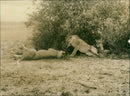 A pride of female Lions. - Vintage Photograph