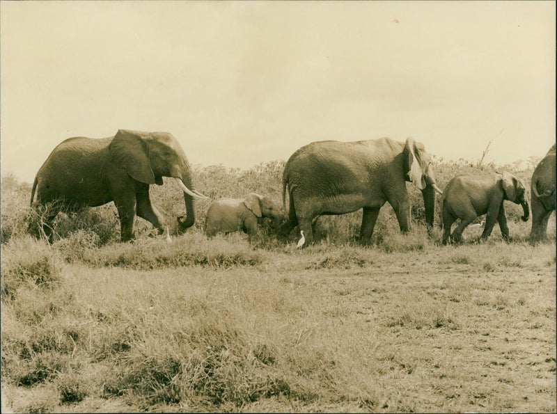 A herd of Elephants - Vintage Photograph