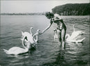Feeding bevy of Swans - Vintage Photograph