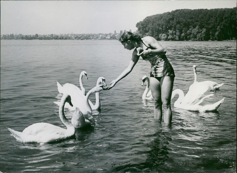 Feeding bevy of Swans - Vintage Photograph
