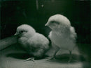 Chicks - Vintage Photograph