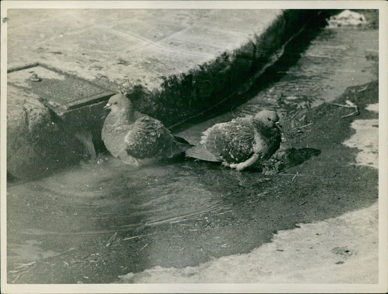 Birds refreshing - Vintage Photograph