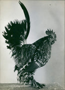 Rooster - Vintage Photograph