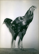 A rooster - Vintage Photograph