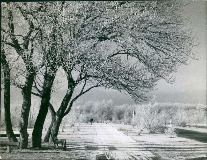 Winter landscape in a park - Vintage Photograph