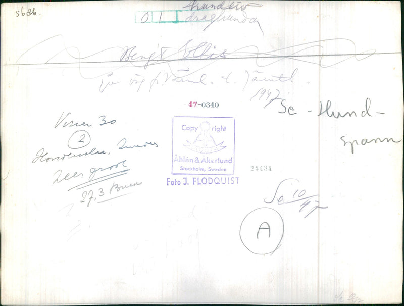 Dog sled and rider in a snowy landscape - Vintage Photograph