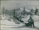 Dog sled and rider in a snowy landscape - Vintage Photograph