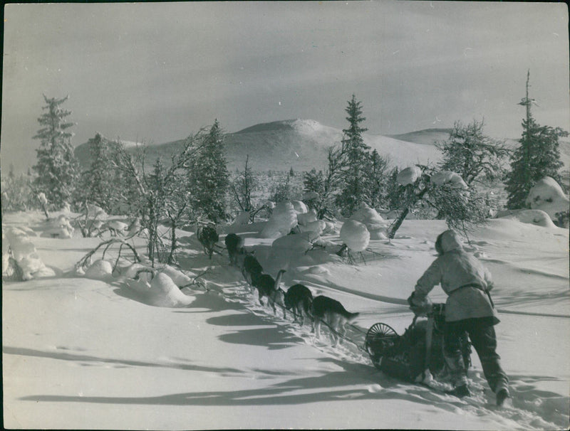 Dog sled and rider in a snowy landscape - Vintage Photograph