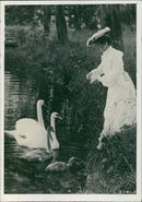 Swan in the Lake - Vintage Photograph