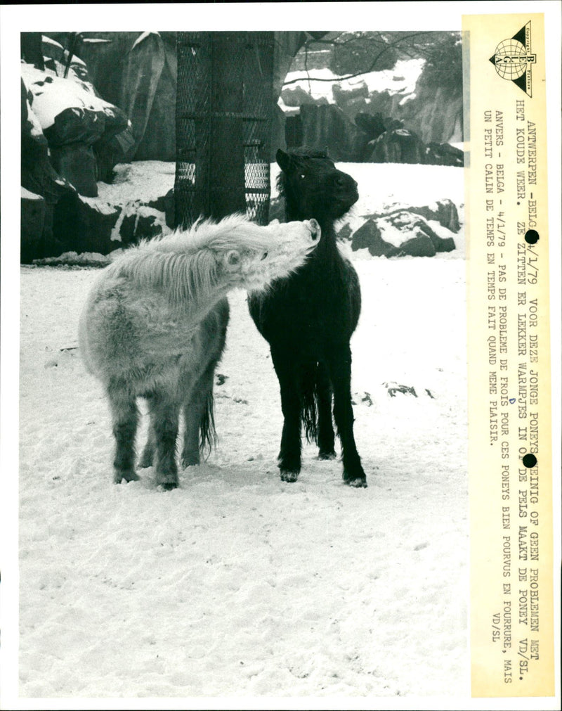 Two ponies having fun in the snow - Vintage Photograph