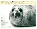 Everyone's got the winter sniffles, even this manatee - Vintage Photograph