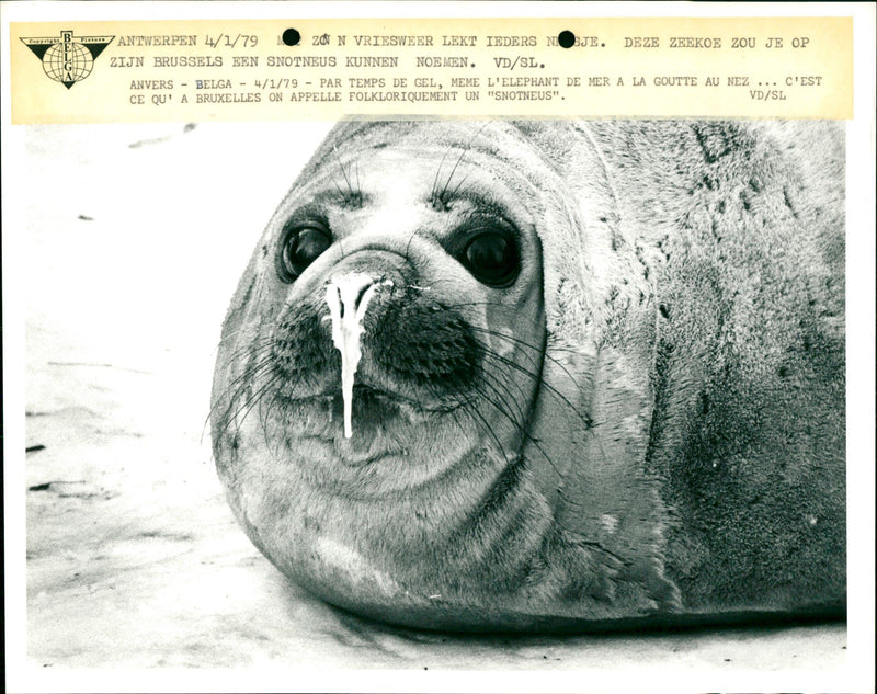 Everyone's got the winter sniffles, even this manatee - Vintage Photograph