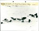 Birds in the snow - Vintage Photograph