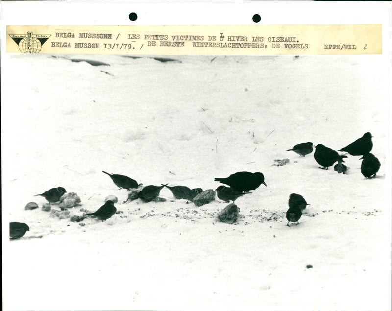 Birds in the snow - Vintage Photograph