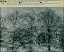 Snow in the trees - Vintage Photograph