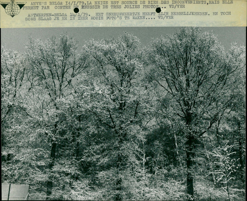 Snow in the trees - Vintage Photograph