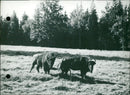 In the kingdom of the aurochs. - Vintage Photograph