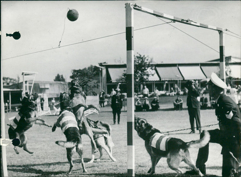 An original match between two teams of police dogs - Vintage Photograph