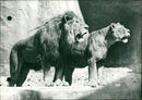 Lions in Vincennes zoo - Vintage Photograph