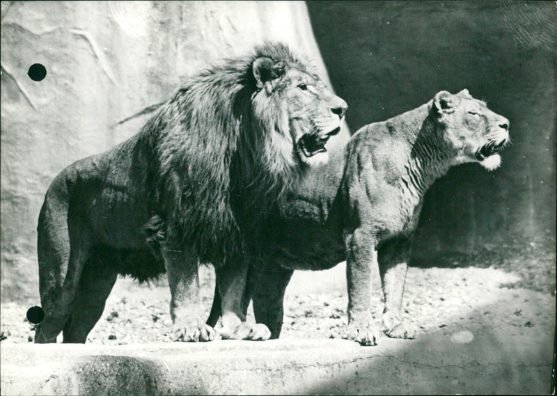 Lions in Vincennes zoo - Vintage Photograph