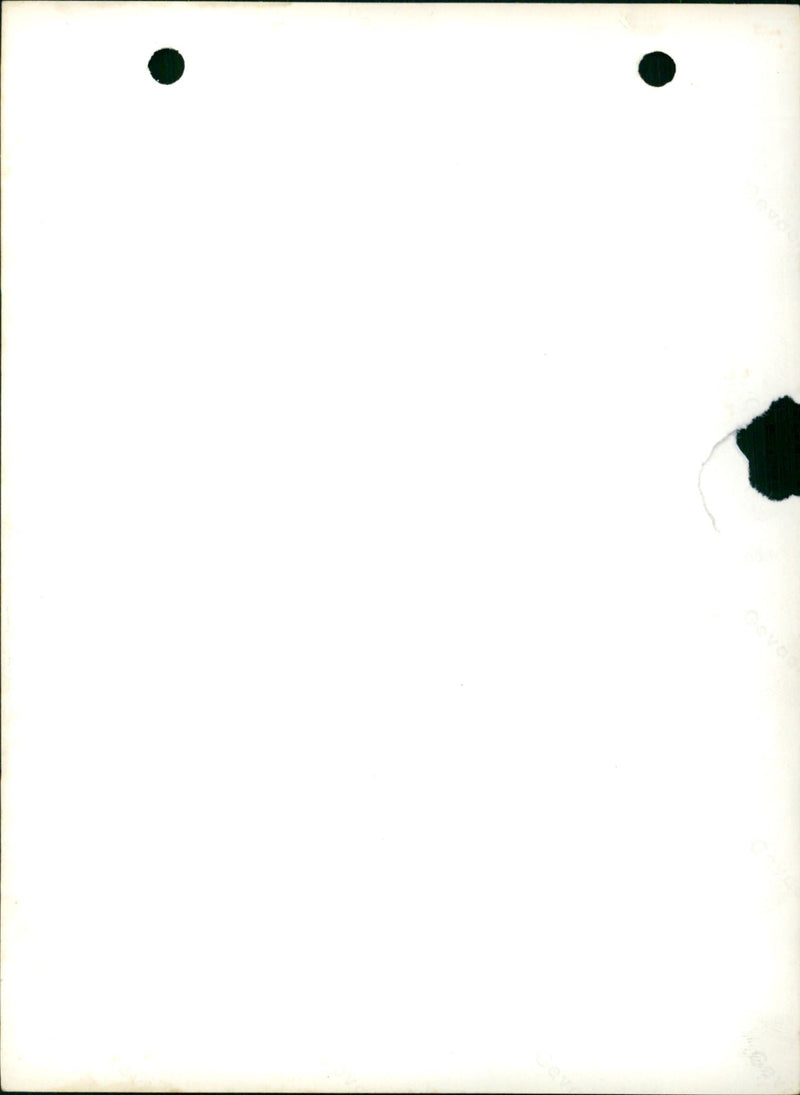 Two dogs - Vintage Photograph