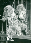 Two dogs - Vintage Photograph