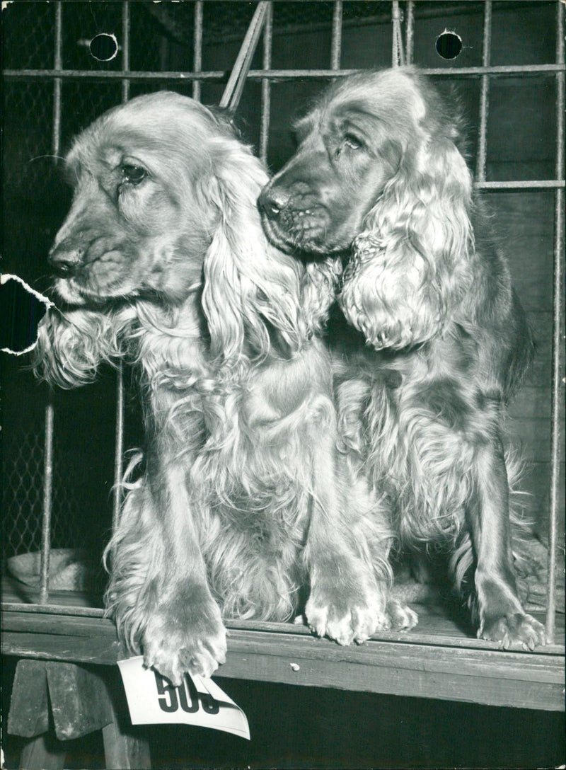 Two dogs - Vintage Photograph