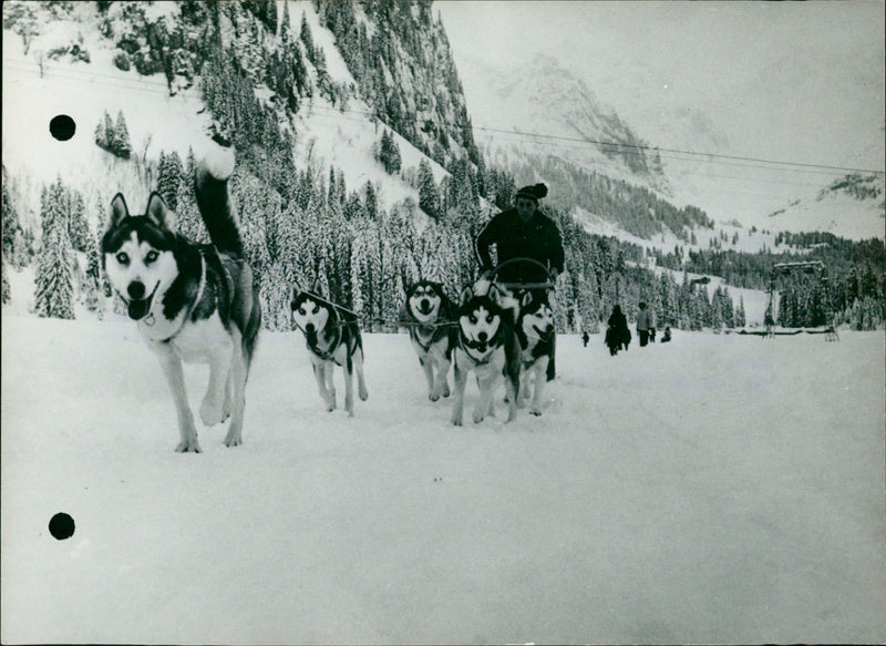 Sled huskies - Vintage Photograph