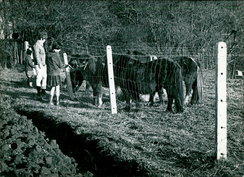 Pony breeding farms - Vintage Photograph