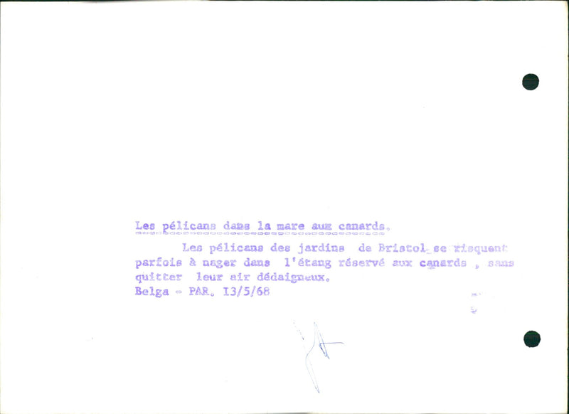 Pelicans in Bristol Gardens - Vintage Photograph