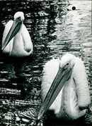 Pelicans in Bristol Gardens - Vintage Photograph