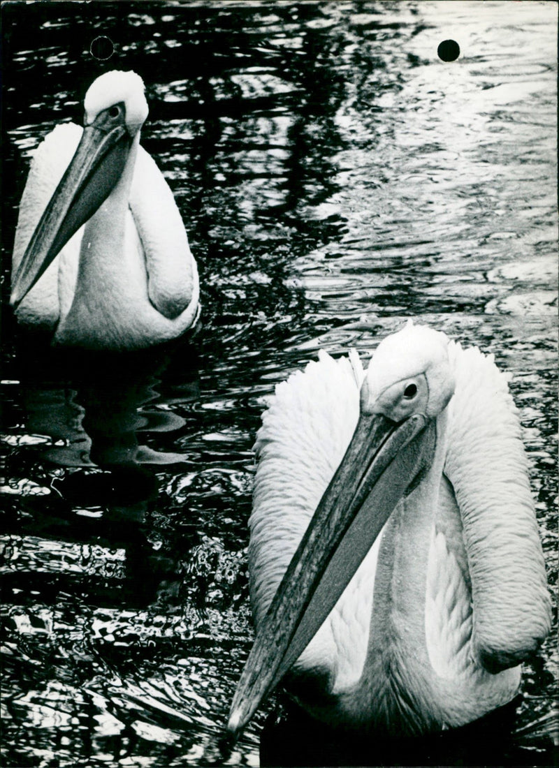 Pelicans in Bristol Gardens - Vintage Photograph