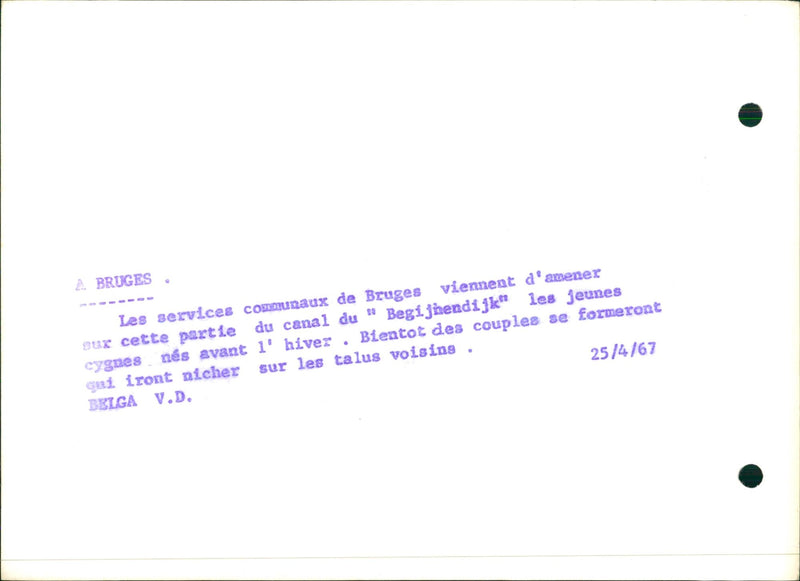 Swans in Bruges - Vintage Photograph