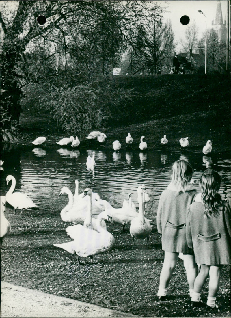 Swans in Bruges - Vintage Photograph