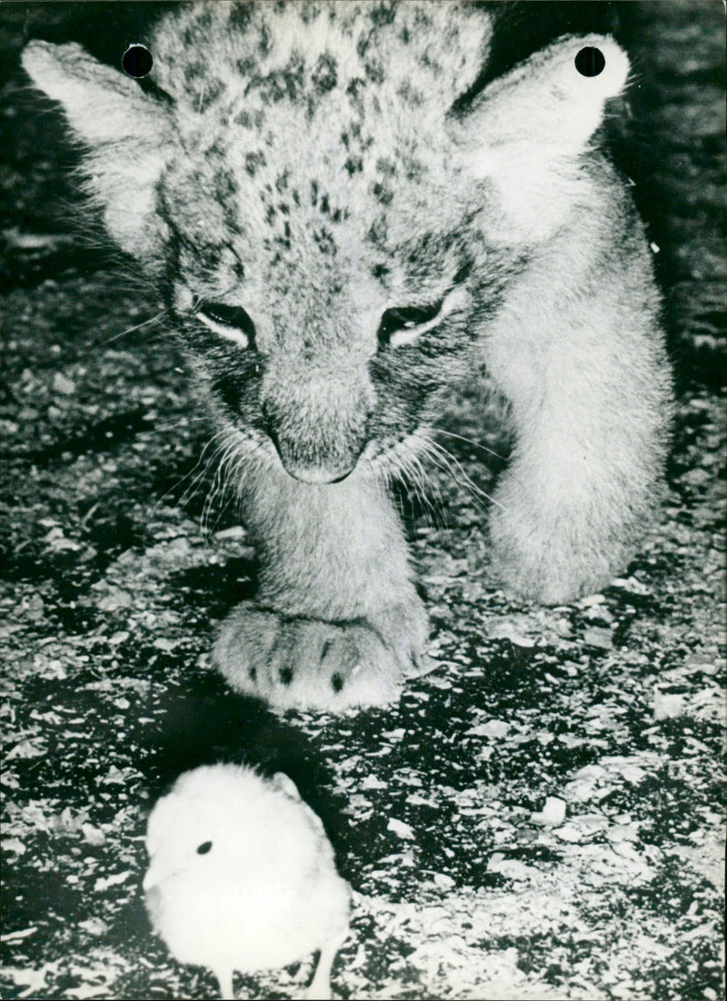 Good friends so far - Vintage Photograph