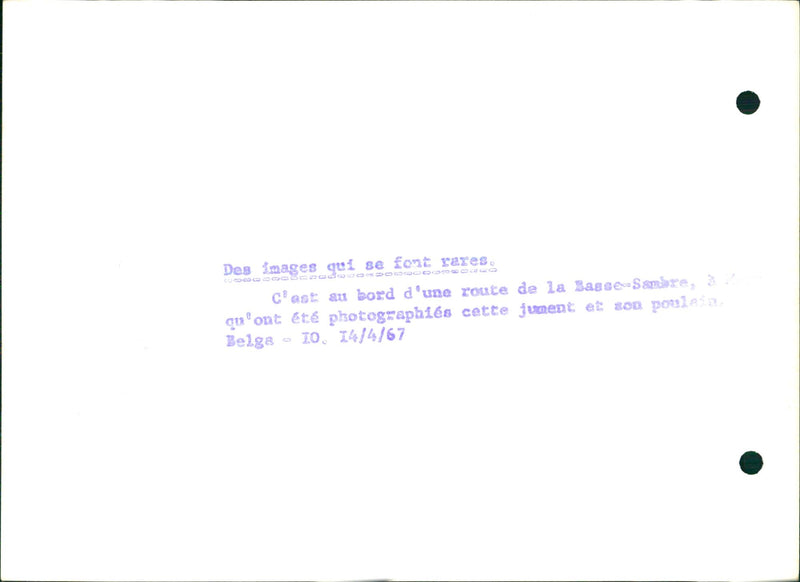 Mare and her foal - Vintage Photograph