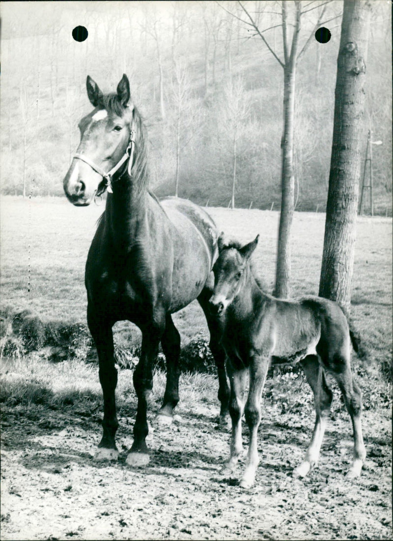 Mare and her foal - Vintage Photograph