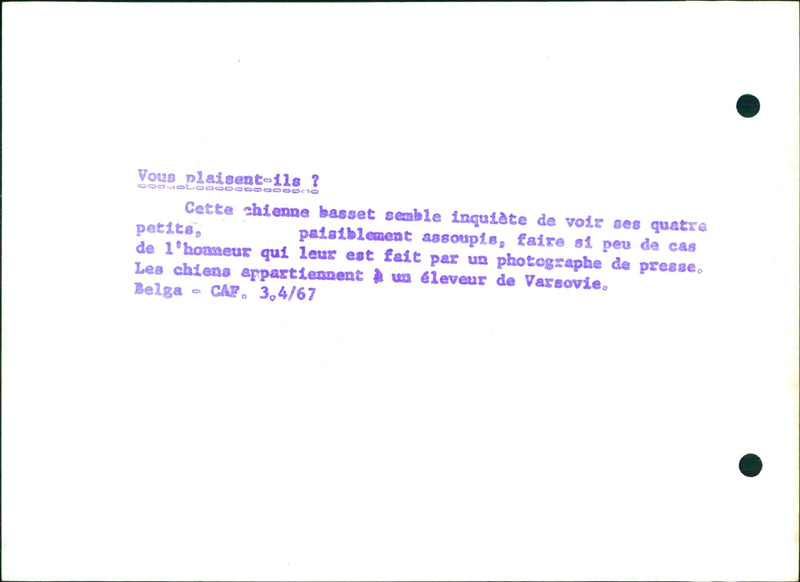 Dachshund and it's puppies - Vintage Photograph