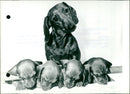 Dachshund and it's puppies - Vintage Photograph