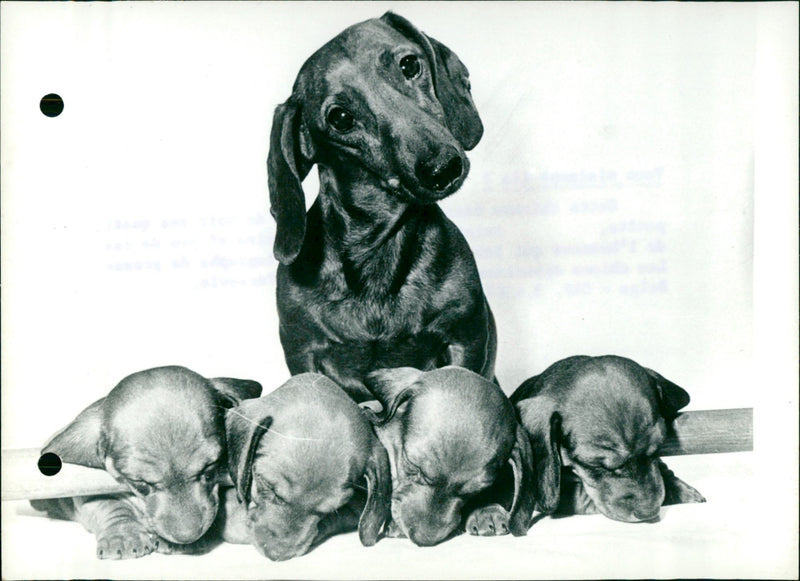 Dachshund and it's puppies - Vintage Photograph