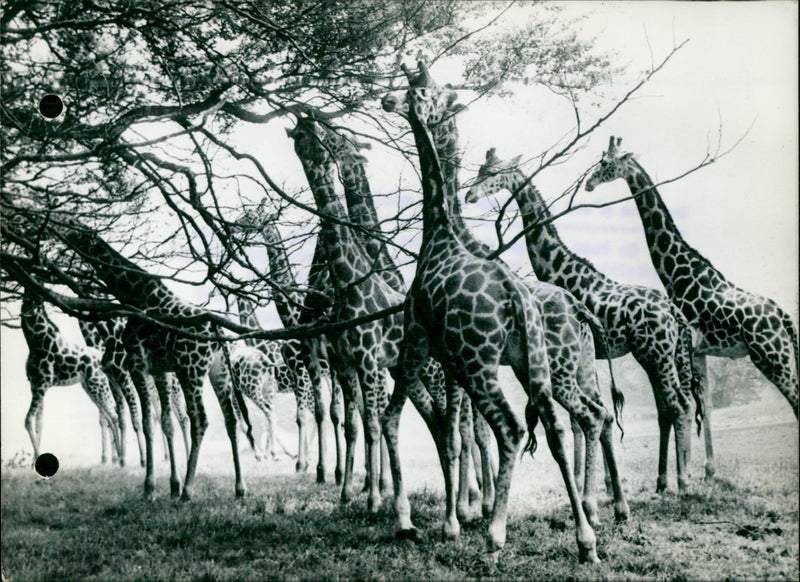 No this isn't Africa - Vintage Photograph