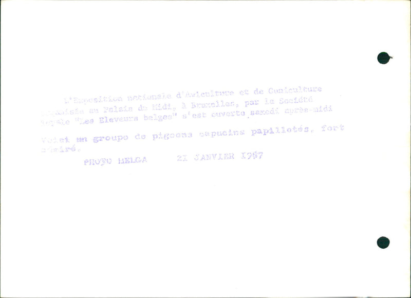 Pigeons on display - Vintage Photograph