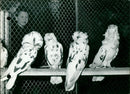 Pigeons on display - Vintage Photograph
