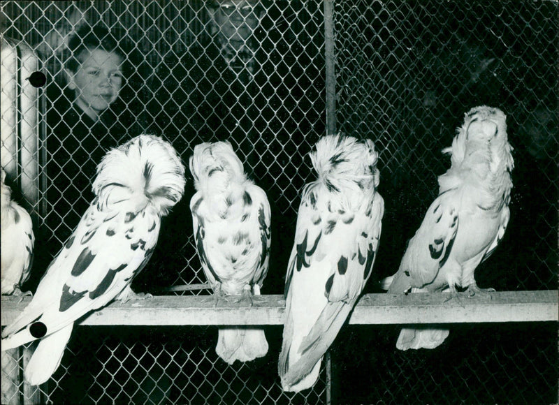 Pigeons on display - Vintage Photograph