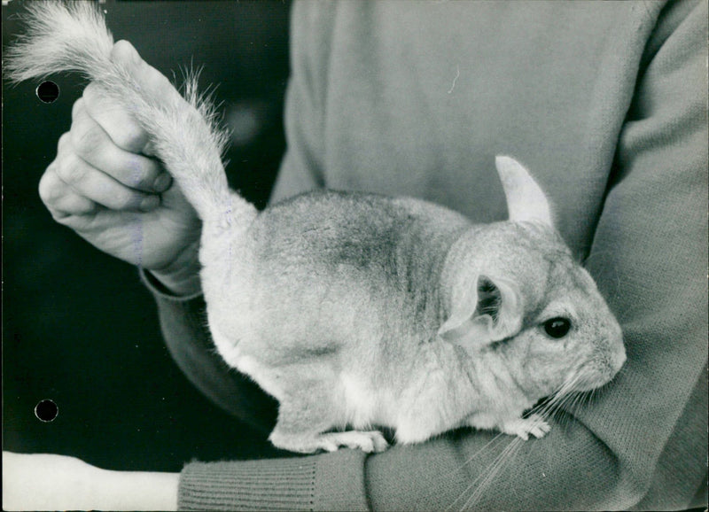 A chinchilla being presented - Vintage Photograph